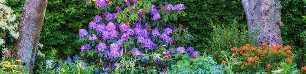 Flowers, trees and plants in garden, spring growth and ecology with clean environment. Empty, earth day and sustainability with floral conservation, landscape or banner with wallpaper, nature or bush Flowers, trees and plants in garden, spring growth and ecology with clean environment. Empty, earth day and sustainability with floral conservation, landscape or banner with wallpaper, nature or bush