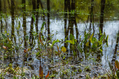 Beautiful reflections of trees and aquatic plants in a serene wetland environment in Ternopil oblast, Ukraina during a sunny day