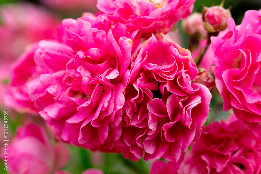 Vibrant pink roses blooming in a garden during spring season Vibrant pink roses blooming in a garden during spring season