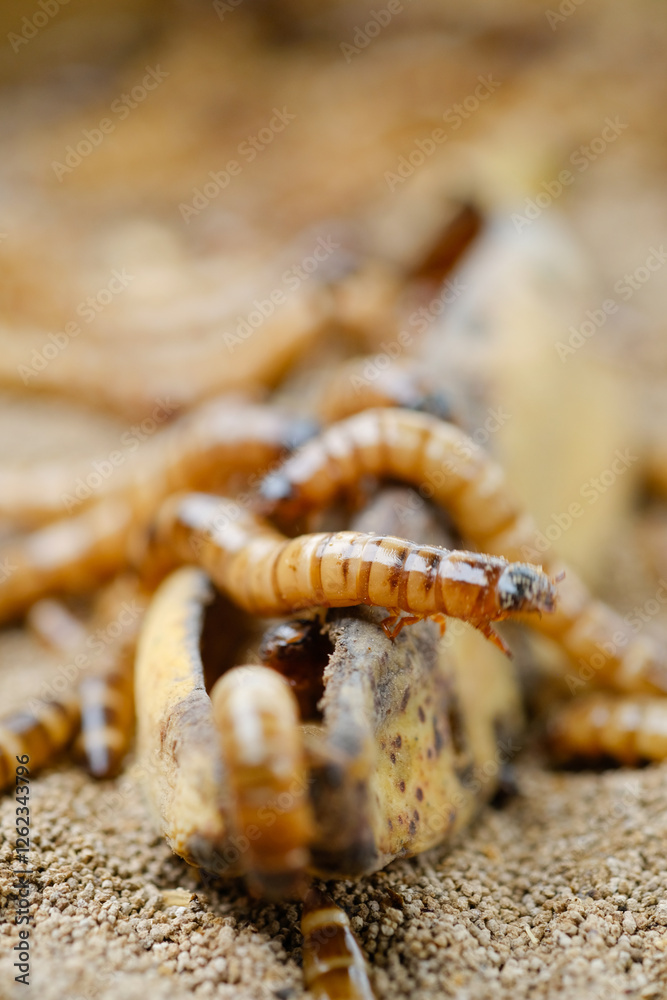 King mealworm (zophobas morio) is a popular feed ingredient that is widely used to give to reptiles, songbirds and other poultry. King mealworm (zophobas morio) is a popular feed ingredient that is widely used to give to reptiles, songbirds and other poultry.