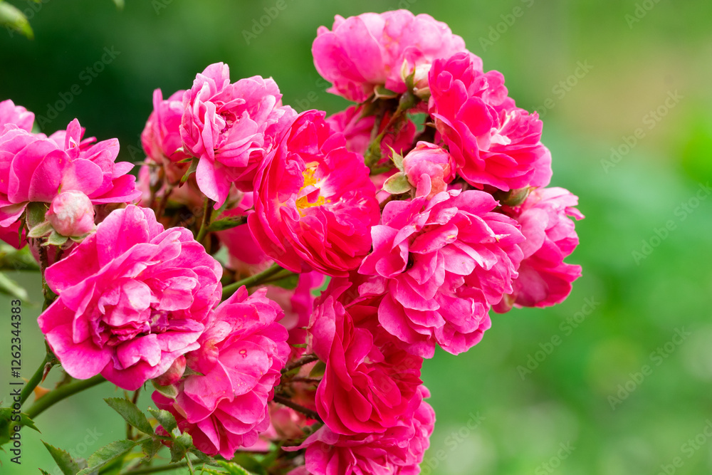 Vibrant pink roses bloom in a lush garden during springtime Vibrant pink roses bloom in a lush garden during springtime