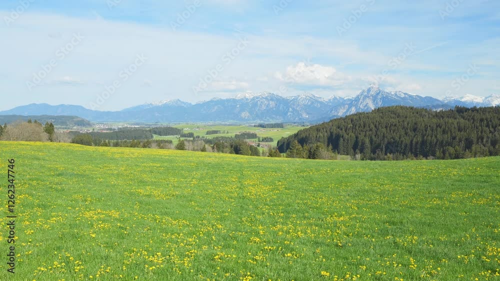 Take a Break and Relax with the Beauty of Dandelions on a Spring Meadow, Blue Skies, and Timelapse Video Take a Break and Relax with the Beauty of Dandelions on a Spring Meadow, Blue Skies, and Timelapse Video
