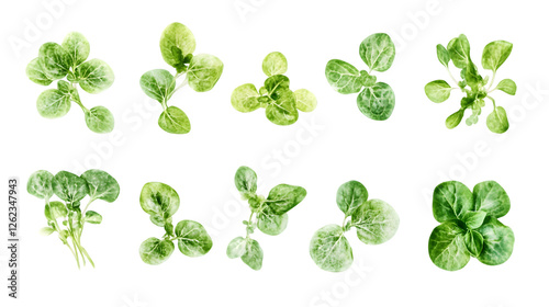 Collection of vibrant green plants with varying leaf shapes and sizes, isolated on a transparent background