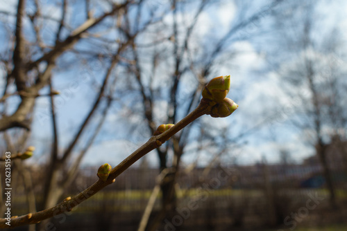 Sky and twig with closed buds in March