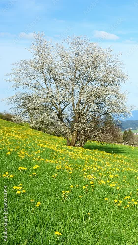 Timelapse of a Vibrant Green Meadow in Spring, Filled with Dandelions and a Gorgeous Blue Sky for Relaxing Views Timelapse of a Vibrant Green Meadow in Spring, Filled with Dandelions and a Gorgeous Blue Sky for Relaxing Views