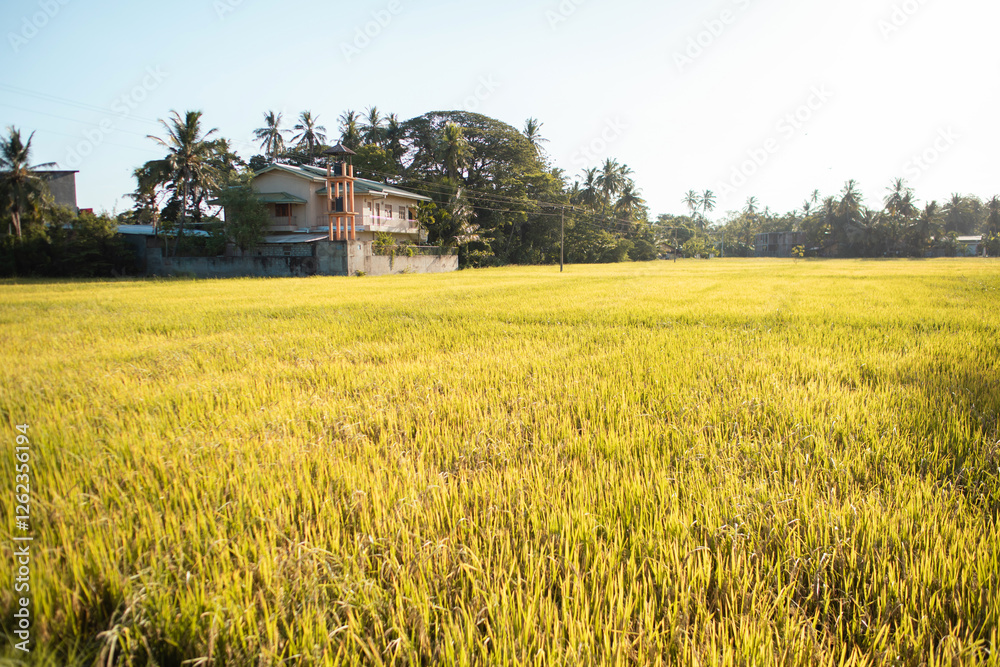 Rice paddies under the sunshine Rice paddies under the sunshine