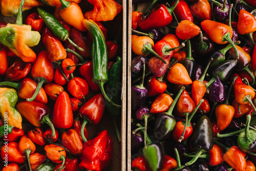 Mexican hot chili peppers colorful mix habanero poblano serrano jalapeno. Vegetarian food. Close-up photo