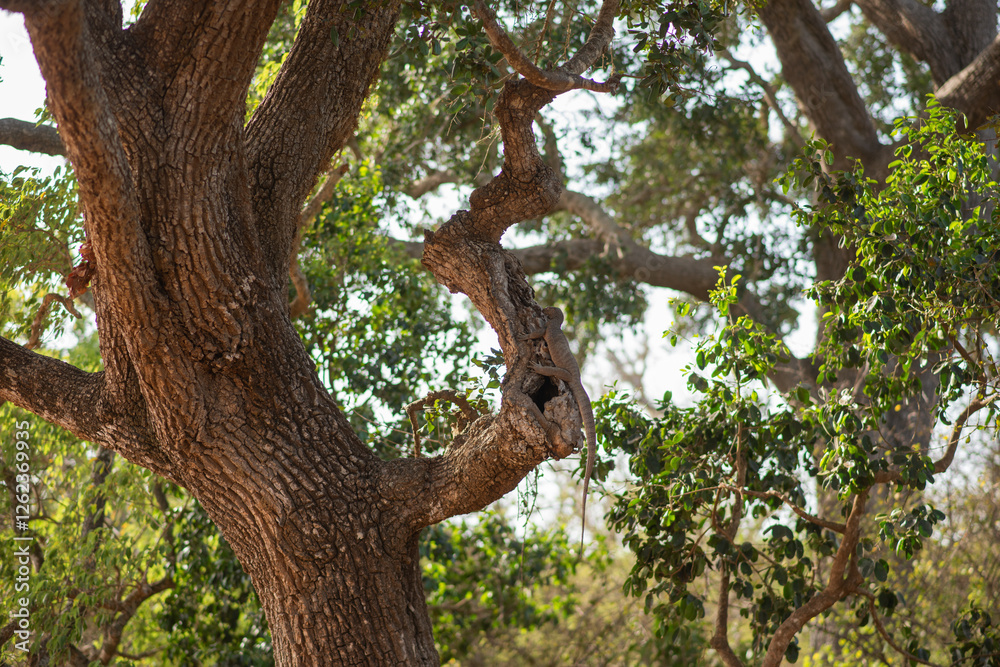 A lizard on a big tree, located in Sri Lanka. A lizard on a big tree, located in Sri Lanka.