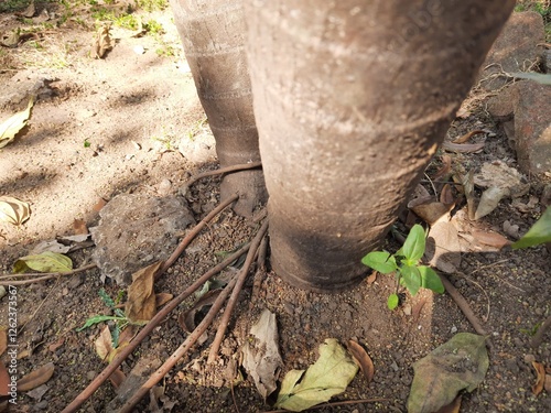 Wallpaper Mural Areca palms roots. It a the family of Arecaceae tree. Areca plant found in humid  from the islands of the Philippines, Malaysia and India. It is also grown as an ornamental plant. Torontodigital.ca