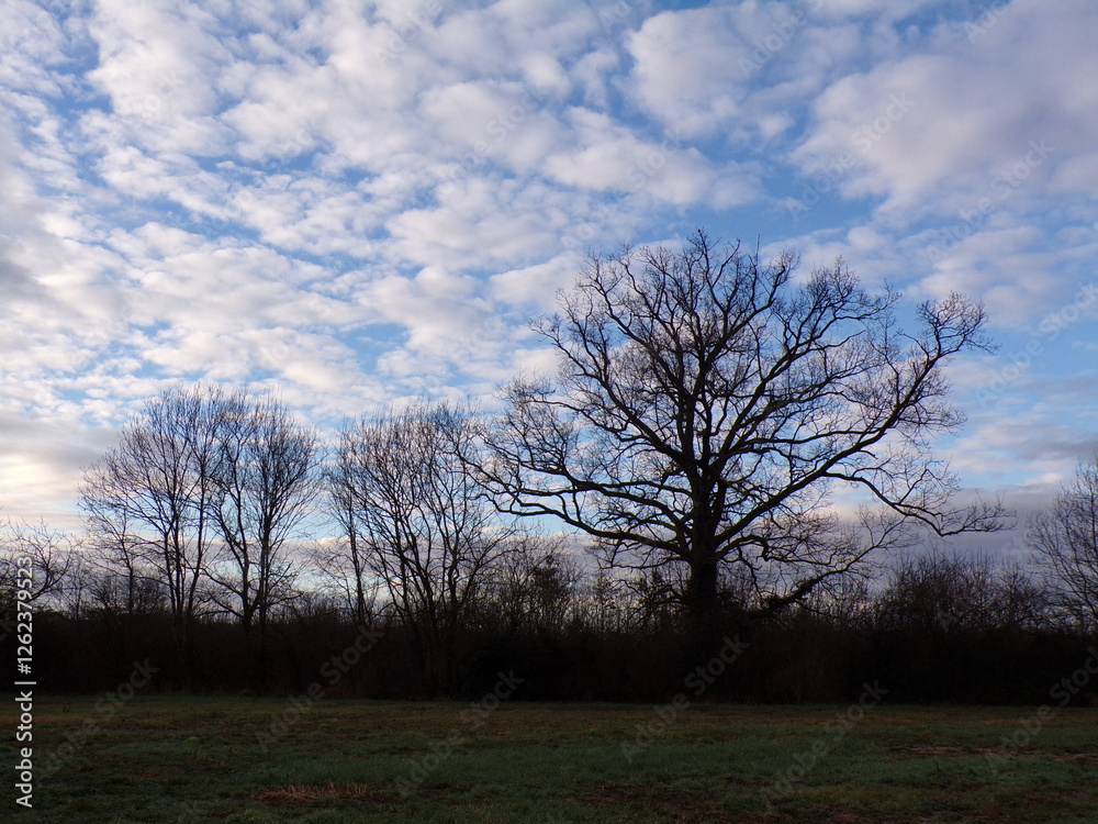 Fototapeta premium abres sous le ciel bleu