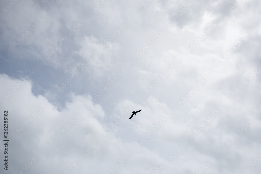 Birds in the sky, blue sky background. Birds in the sky, blue sky background.