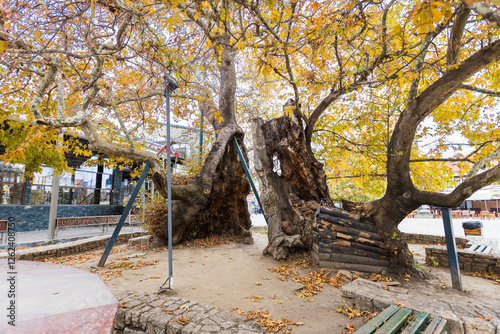 Majestic platanus tree, centuries old, stands tall in the heart of Ohrid, North Macedonia. Its sprawling branches and vibrant autumn foliage create a stunning visual spectacle. photo