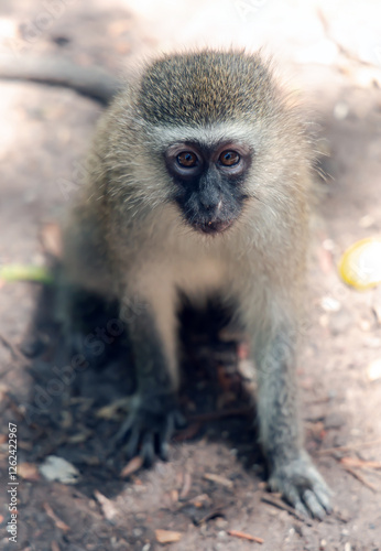 Black faced vervet monkey or Chlorocebus pygerythrus in Monkeyland Primate Sanctuary. South Africa.