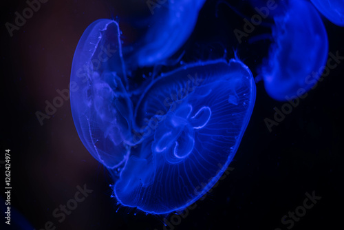 Obraz na płótnie Glowing Jellyfish in the Dark Depths of the Ocean w salonie