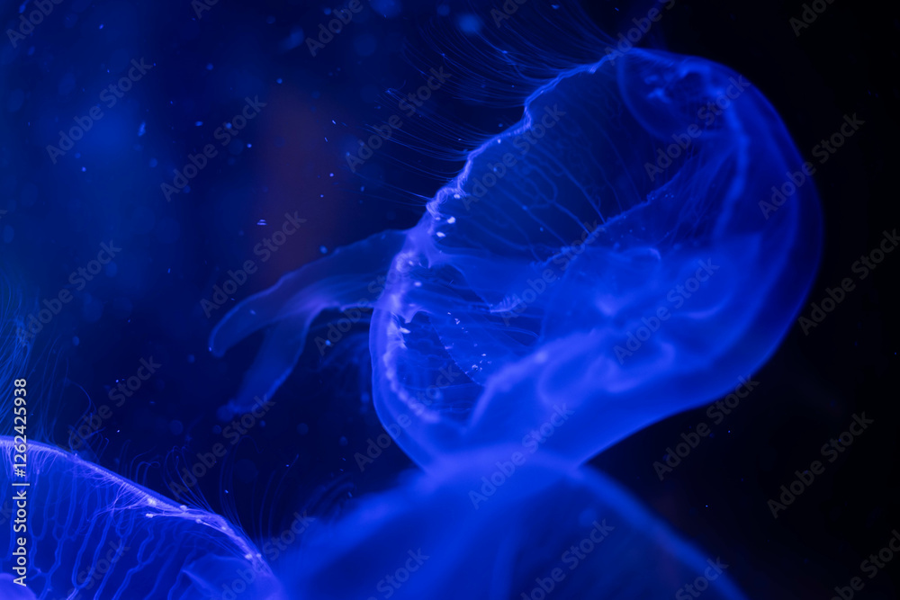 Glowing Jellyfish in the Dark Depths of the Ocean