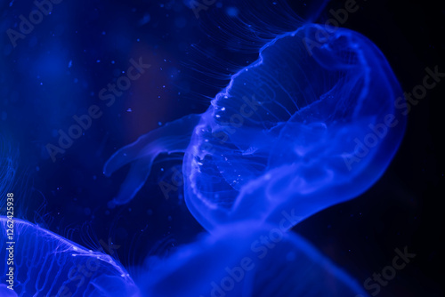 Obraz na płótnie Glowing Jellyfish in the Dark Depths of the Ocean w salonie