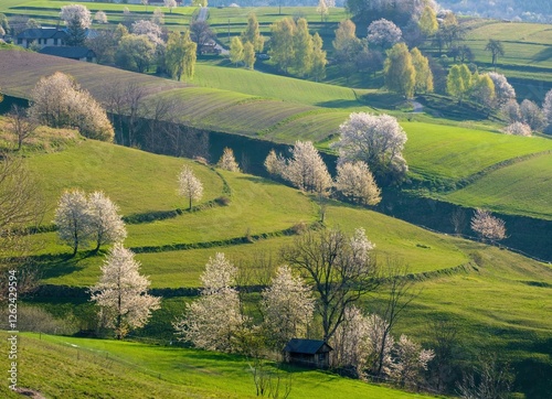 Wallpaper Mural Picturesque spring meadow with blooming cherry tree. Spring paradise with blooming trees. Historic agrarian landscape, Hrinovske lazy, Slovak republic. Travel destination. Seasonal natural scene. Torontodigital.ca