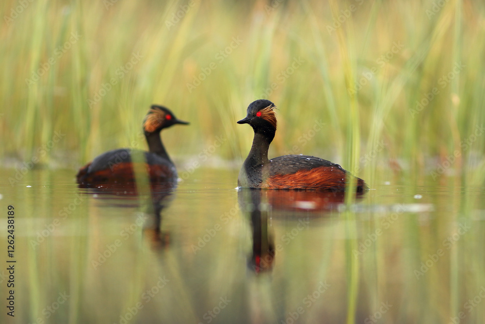 Perkoz zausznik, zausznik, (Podiceps nigricollis), black-necked grebe Perkoz zausznik, zausznik, (Podiceps nigricollis), black-necked grebe