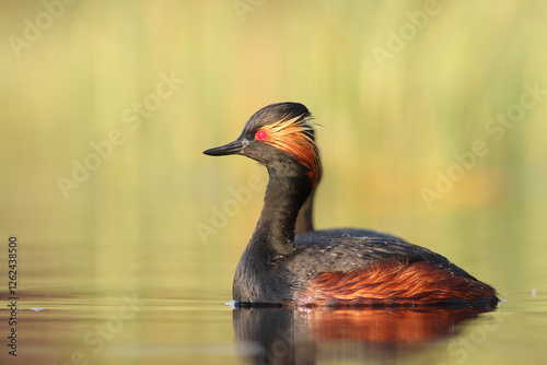 Perkoz zausznik, zausznik, (Podiceps nigricollis), black-necked grebe photo