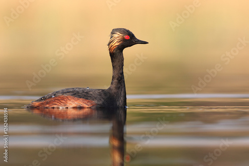 Perkoz zausznik, zausznik, (Podiceps nigricollis), black-necked grebe photo