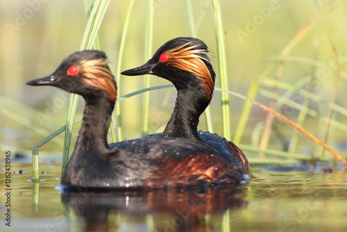 Perkoz zausznik, zausznik, (Podiceps nigricollis), black-necked grebe photo