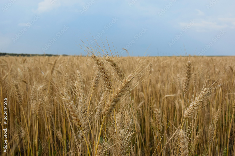 Beautiful landscape with a field of golden ripe wheat and blue sky with clouds Beautiful landscape with a field of golden ripe wheat and blue sky with clouds