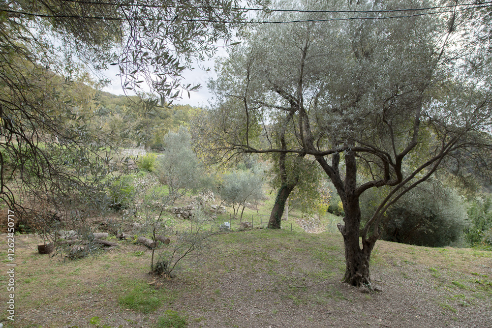 Picturesque olive trees in Budva in Montenegro. High quality photo Picturesque olive trees in Budva in Montenegro. High quality photo