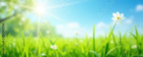 Blurred spring meadow, sunlit, blue sky to green grass transition , scene, beauty