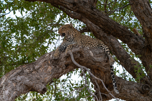 A female leopard lying high up on a branch and looking into the distance. Mashatu Botswana.  photo