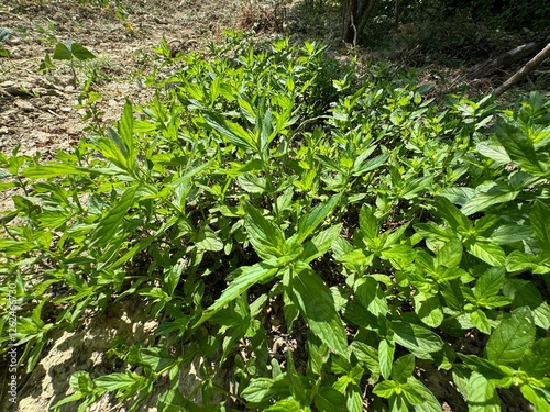 Fresh green Mentha piperita in the organic house garden. Spearmint shiny leaves and plant close-up full frame. Peppermint is a hybrid species of mint, a cross between watermint and spearmint.
 photo