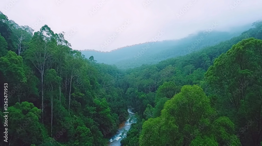 Obraz premium Misty rainforest valley, aerial view of flowing river