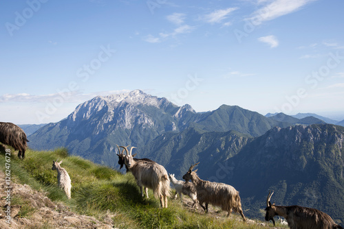 Group of goats.
Goats grazing in a mountain meadow with in the background the mountain named “Grigna”. photo