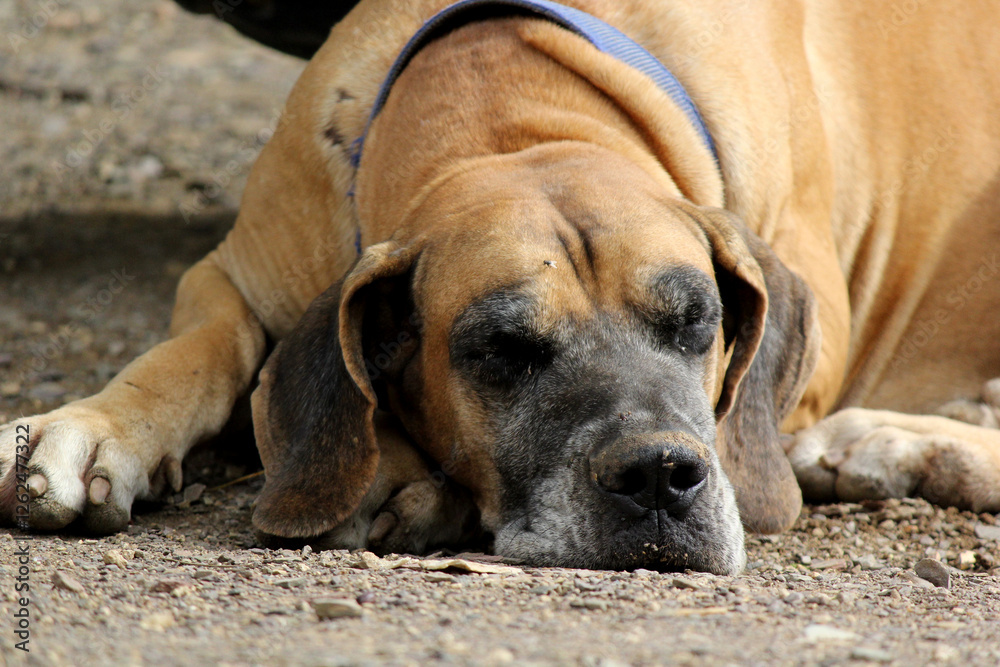 close up of great dane dog sitting in farm house close up of great dane dog sitting in farm house