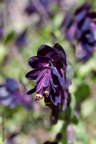Bright, flowering plant (Cerinthe major) close-up