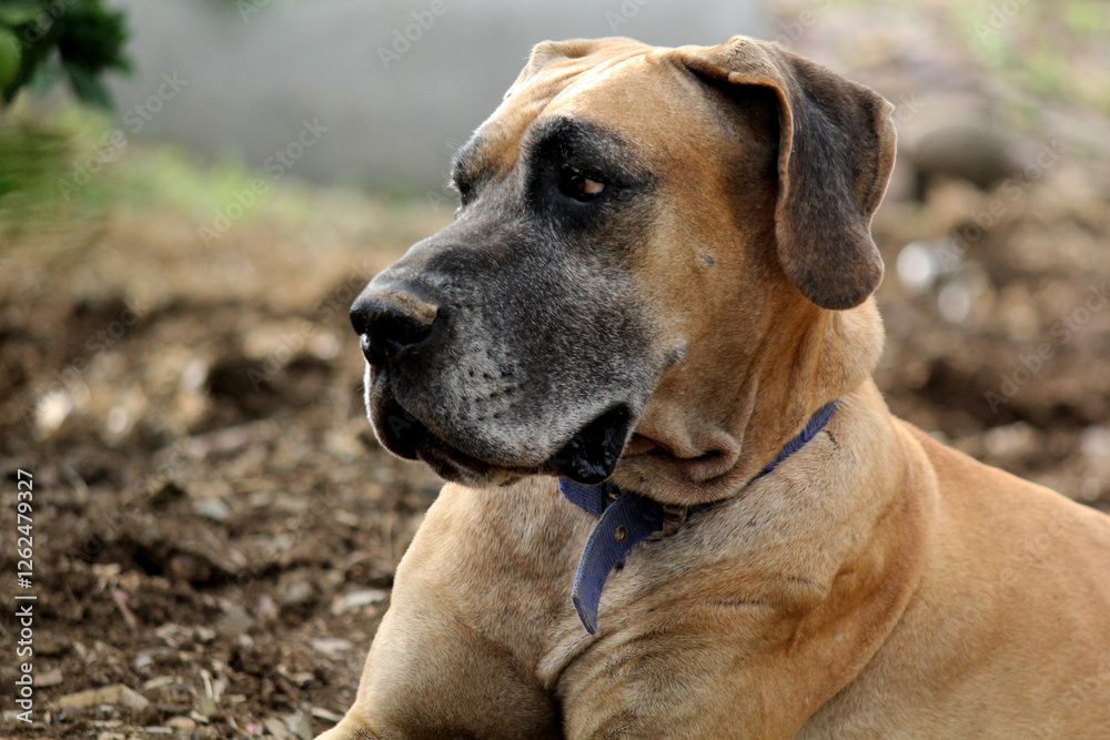 close up of great dane dog sitting in farm house close up of great dane dog sitting in farm house
