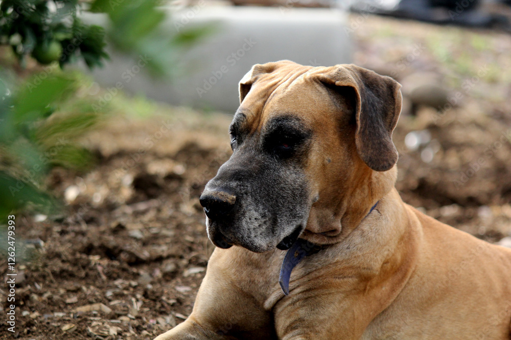 close up of great dane dog sitting in farm house close up of great dane dog sitting in farm house