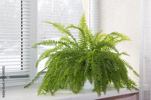 Tropical plant fern on a sunny windowsill. Home gardening concept.