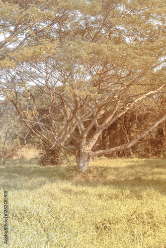 Infrared photography, a large, sprawling tree with thick, gnarled branches dominates a sun-drenched field of tall grass, creating a serene and peaceful atmosphere photo