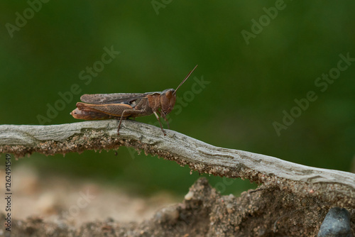 Grashüpfer Weibchen aus der Chorthippus biguttulus-Gruppe photo