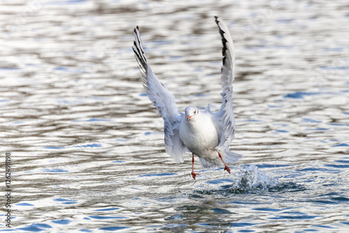 Lachmöwe beim Abflug photo