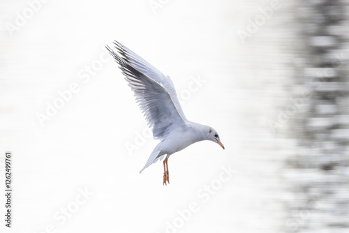 Lachmöwe im Anflug