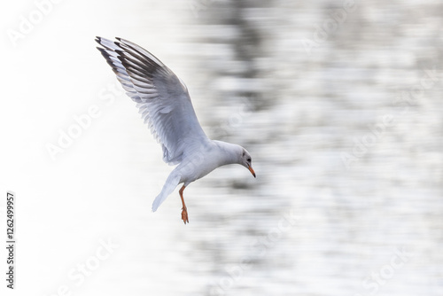 Lachmöwe im Anflug photo