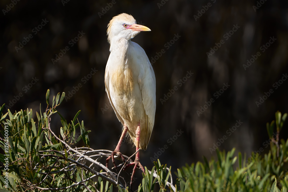 Obraz premium Kuhreiher (Bubulcus ibis) im Prachtkleid steht auf einem Ast über einem grünen Busch - Arrecife, Lanzarote, Kanarische Inseln