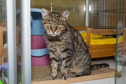 An elderly sad cat in  shelter