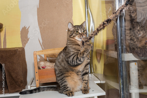 Beautiful grey tabby cat plays inl shelter photo