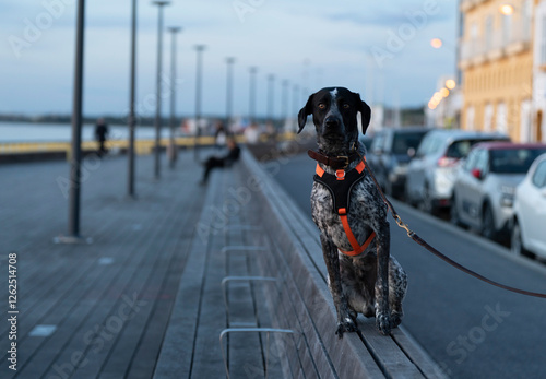 Dog black and white near to the river photo