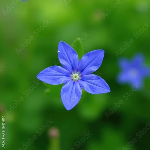 Close-up vibrant blue star-shaped blossom, blurred background , background, blue