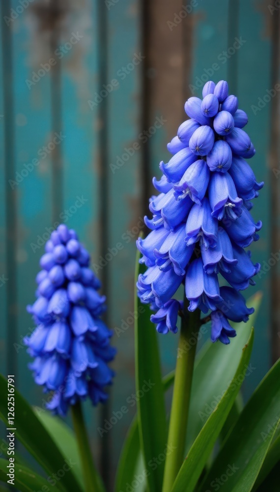 Clusters of blue hyacinth, weathered barn backdrop , beautiful, close-up, rustic Clusters of blue hyacinth, weathered barn backdrop , beautiful, close-up, rustic