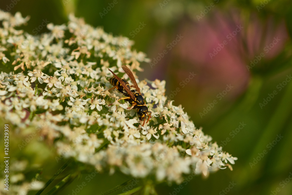 Fototapeta premium Gallische Feldwespe (Polistes dominula)