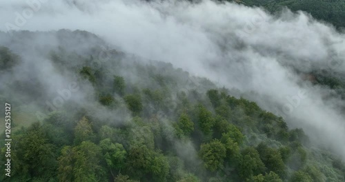 Wallpaper Mural Misty forest landscape aerial view Serene and mysterious atmosphere Torontodigital.ca